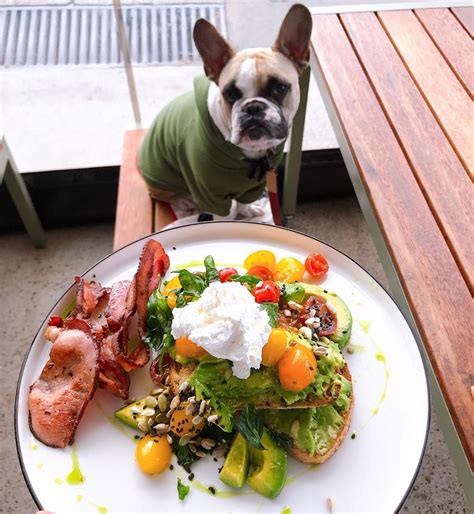 dog friendly restaurants near me|dog friendly places to eat near me.